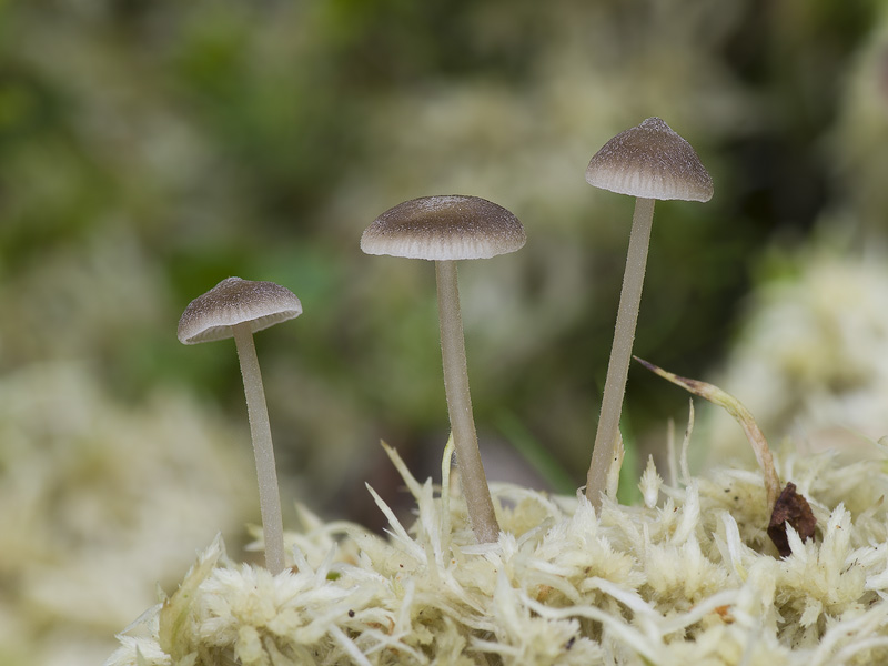 Tephrocybe palustris